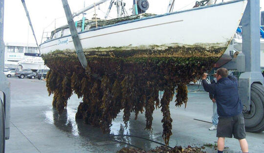Mengenal Fenomena Biofouling Yang Mengerikan dan Menjijikan
