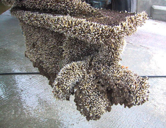 Mengenal Fenomena Biofouling Yang Mengerikan dan Menjijikan