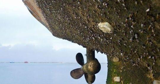 Mengenal Fenomena Biofouling Yang Mengerikan dan Menjijikan