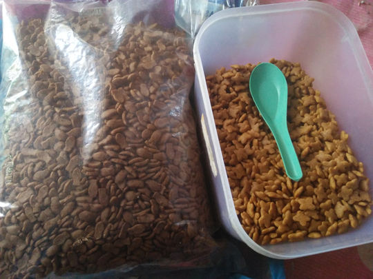 "Cat Lovers" Melakukan Ini Nih, Sama Hewan Kesayangannya