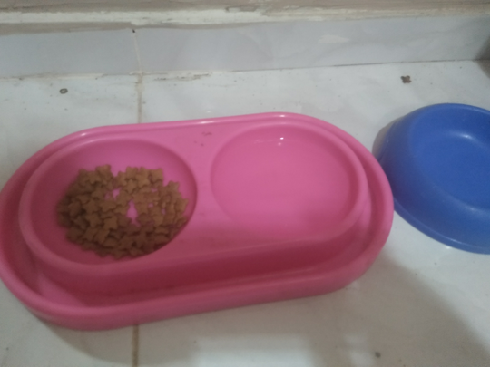"Cat Lovers" Melakukan Ini Nih, Sama Hewan Kesayangannya