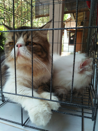 "Cat Lovers" Melakukan Ini Nih, Sama Hewan Kesayangannya