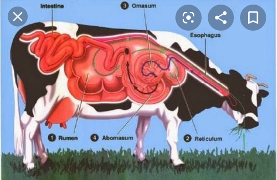 Apakah Yang Kamu Tahu Tentang Hewan Ruminansia Kaskus