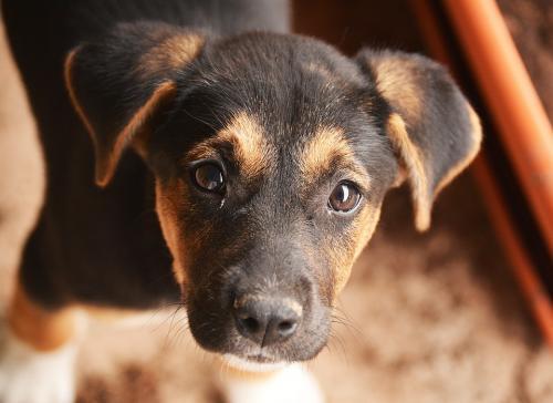 Memelihara Anjing Bisa Menurunkan Risiko Kematian, Benarkah?