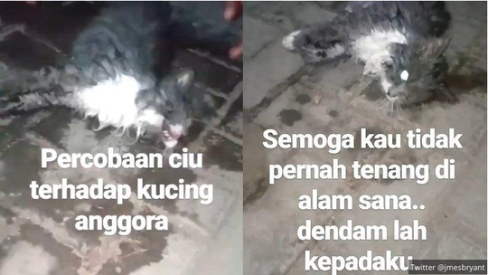 Kucing Dicekoki Ciu (Tewas), UIN Yogya: Pemilik Akun @azzam_cancel Mudik....
