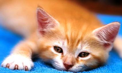 Kenali Penyakit yang Bisa Diderita Oleh Kucing Ini Gan, Cat Lovers Masuk!
