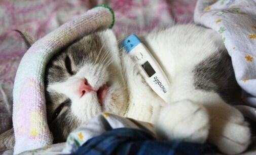 Kenali Penyakit yang Bisa Diderita Oleh Kucing Ini Gan, Cat Lovers Masuk!