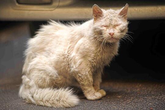 Kenali Penyakit yang Bisa Diderita Oleh Kucing Ini Gan, Cat Lovers Masuk!