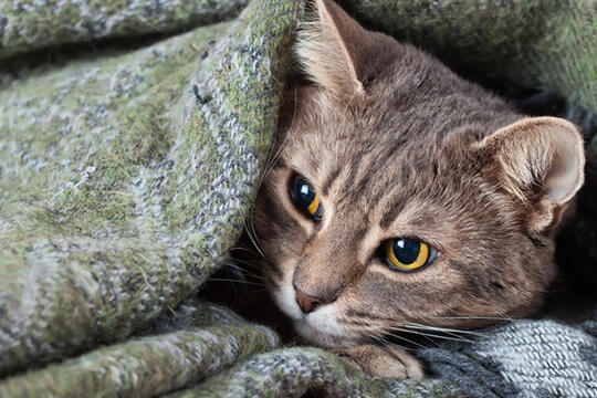 Kenali Penyakit yang Bisa Diderita Oleh Kucing Ini Gan, Cat Lovers Masuk!