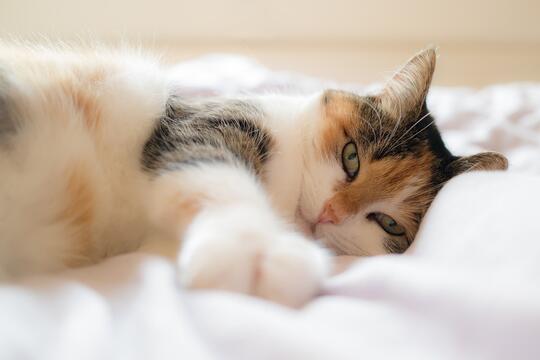 Kenali Penyakit yang Bisa Diderita Oleh Kucing Ini Gan, Cat Lovers Masuk!