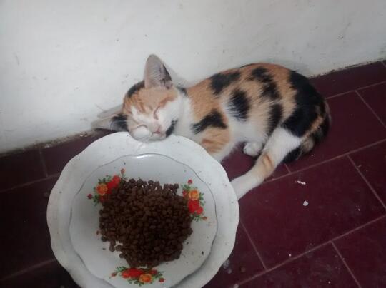 Kucing Ane Hilang....