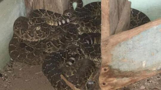 5 Kasus Kematian Karena Gigitan Ular