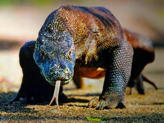 Pulau Komodo Tempat Wisata Eksklusif! Apa Alasan Harga Tiket Mencapai 14 Juta?
