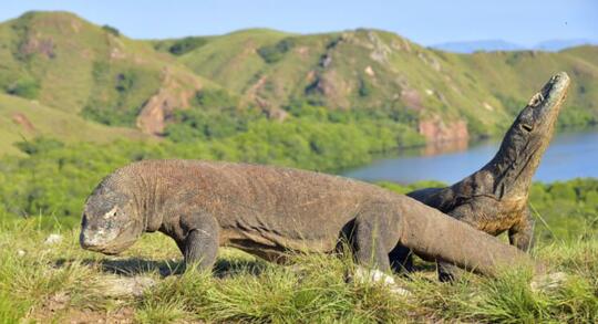 Pulau Komodo Tempat Wisata Eksklusif! Apa Alasan Harga Tiket Mencapai 14 Juta?