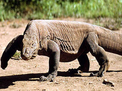 Menjadi Tempat Wisata Eksklusif, Pulau Komodo Akan Semakin Aman dan Terlindungi