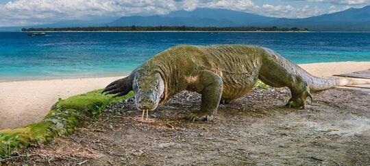 Pulau Komodo Dikelola Eksklusif Dan Premium, Tiket Masuknya Akan Melonjak Gan!