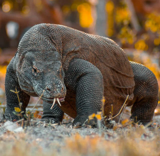 Komodo, Hewan Langka dengan Nilai Kehidupan tinggi