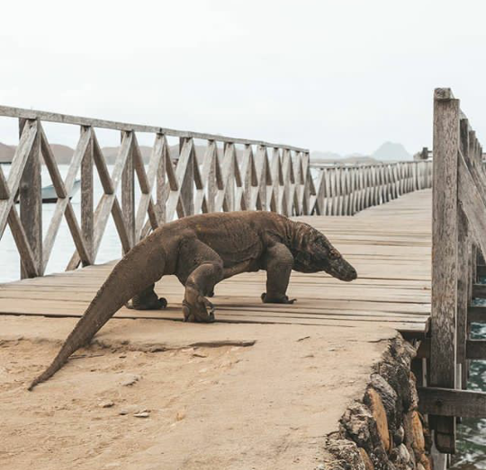 Komodo, Hewan Langka dengan Nilai Kehidupan tinggi