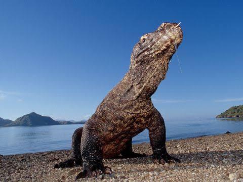 Mau lihat Komodo Harus Bayar Rp.14 juta? Ternyata Inilah Alasannya Gan!