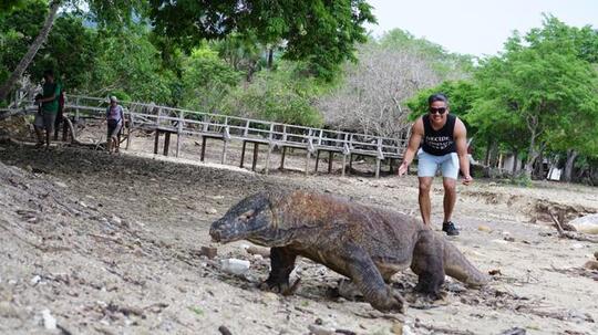 Jika Menjadi Destinasi Wisata Eksklusif, Apa yang Harus Dipersiapkan? Nasib Komodo!