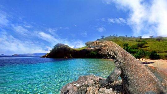 Jika Menjadi Destinasi Wisata Eksklusif, Apa yang Harus Dipersiapkan? Nasib Komodo!