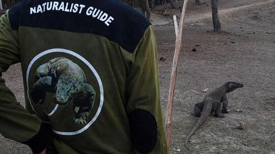 Jika Menjadi Destinasi Wisata Eksklusif, Apa yang Harus Dipersiapkan? Nasib Komodo!