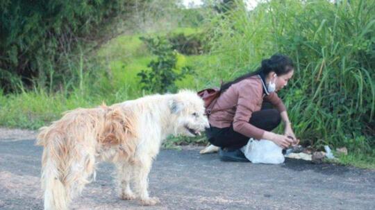 Kisah Anjing Selalu Menunggu Majikannya Selama 4 Tahun Di Tempat