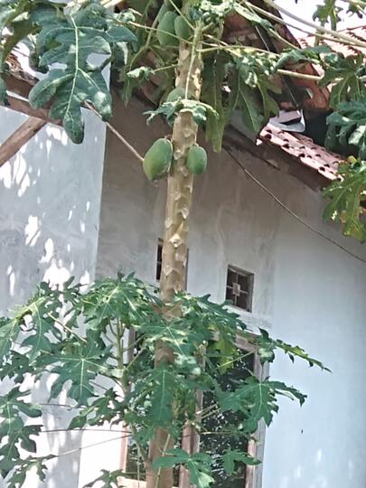 Tumis dan Tips Daun pepaya Anti Pahit, Boleh di Coba Gan!