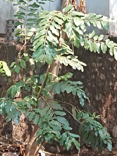 Tumis dan Tips Daun pepaya Anti Pahit, Boleh di Coba Gan!