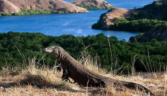 Wisata Eksklusif Pulau Komodo, Untuk Siapa?