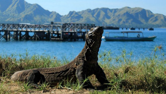 Wisata Eksklusif Pulau Komodo, Untuk Siapa?