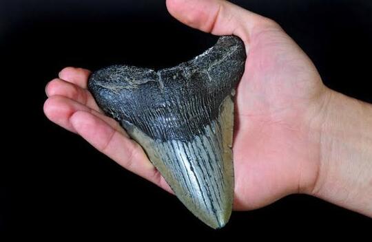 Harganya Miliaran, Lem Aibon Ini Dibuat Dari Liur T. Rex & Gigi Megalodon