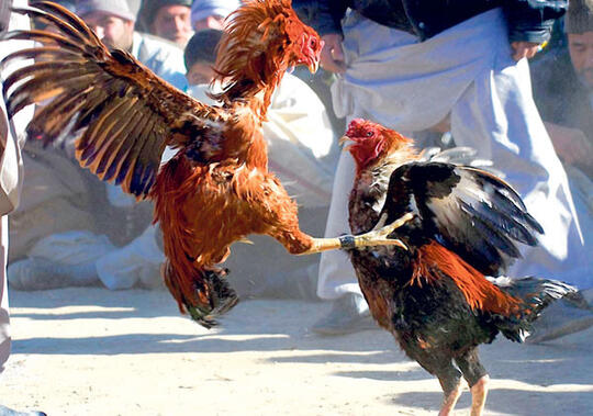 Sabung Ayam di Fillipina bernilai Milliaran Dollar