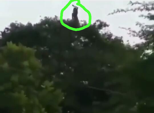 Heboh, Video Misterius Seorang Wanita Menari di Atas Pohon! Siapakah Dia Sebenarnya?