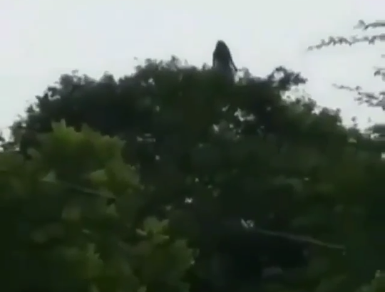 Heboh, Video Misterius Seorang Wanita Menari di Atas Pohon! Siapakah Dia Sebenarnya?