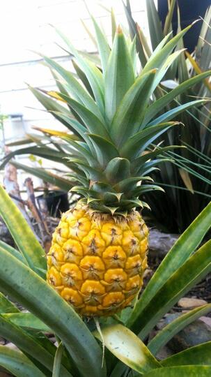 Hati-hati! Buah-buahan Ini Beracun jika Dikonsumsi dengan Cara yang Salah
