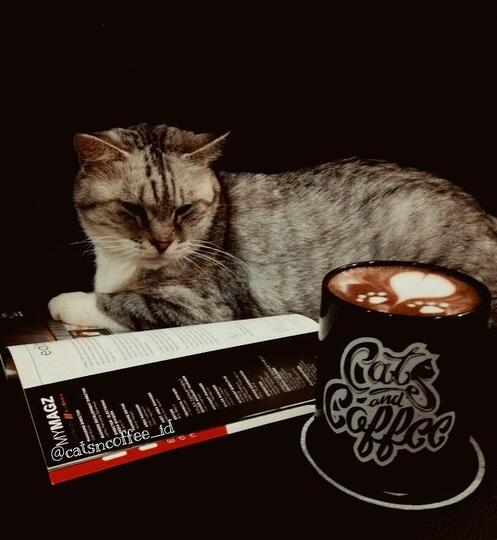 Menggemaskan! Berikut Kafe-kafe Bertema Kucing di Indonesia
