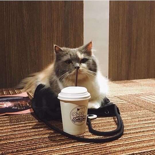 Menggemaskan! Berikut Kafe-kafe Bertema Kucing di Indonesia