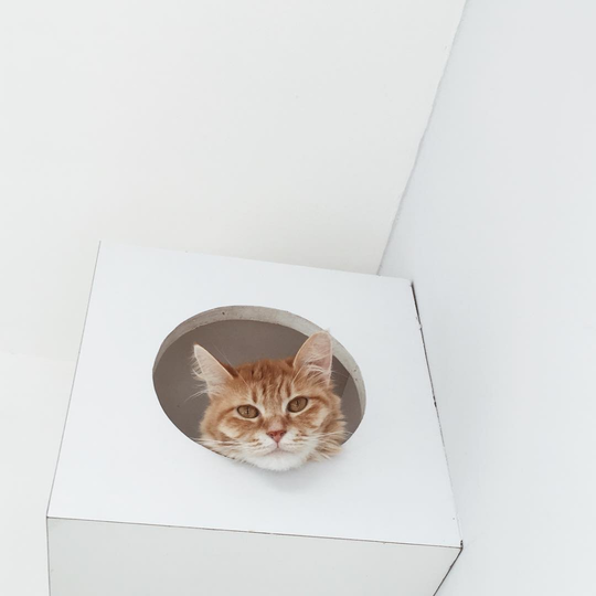 Menggemaskan! Berikut Kafe-kafe Bertema Kucing di Indonesia