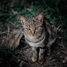 Ilusi Adhi Shakti & Badrakali Yang Mengerikan Dalam Kegaduhan Kucing Di Tengah Malam
