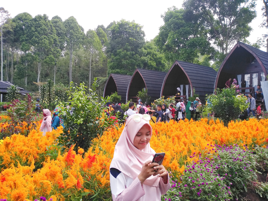 Foto dengan Background Bunga Celosia Ala Eropa, Disini Aja!