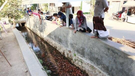 Viral! Selokan Dengan Ribuan Ikan Hias di Cirebon, Jadi Tempat Indah Untuk Berfoto!