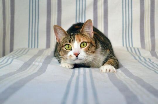 Alasan Di Balik Kucing yang Suka Menggoyangkan Bokongnya Sebelum Menyerang/Menerkam!
