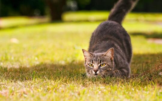 Alasan Di Balik Kucing yang Suka Menggoyangkan Bokongnya Sebelum Menyerang/Menerkam!