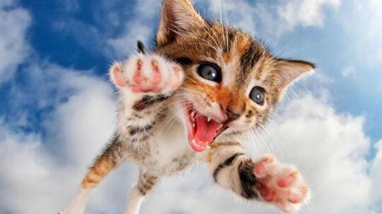 Alasan Di Balik Kucing yang Suka Menggoyangkan Bokongnya Sebelum Menyerang/Menerkam!