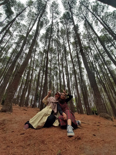 Hutan Pinus dan Rumah Hobbit, Wisata Murah Meriah! Benarkah Obama Pernah Ke Sini?