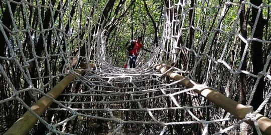 Jelajah Wisata Hutan Payau, Ingin Meniti Jaring Mesra di Tengah Rimbunnya Mangrove?