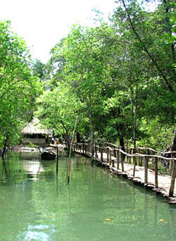 Jelajah Wisata Hutan Payau, Ingin Meniti Jaring Mesra di Tengah Rimbunnya Mangrove?