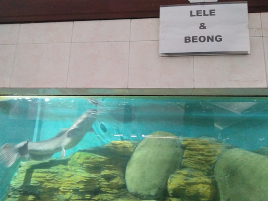 Mau Melihat Bermacam Ikan yang Harga Tiketnya Murah Kebangetan? Disini 500 Perak Saja