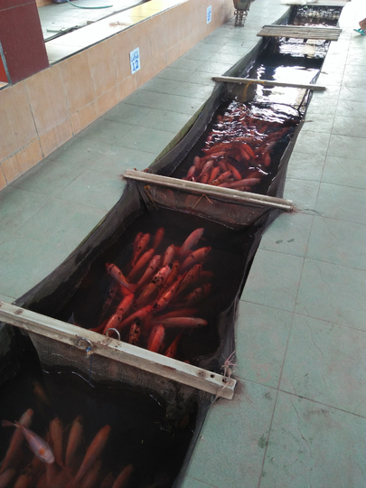 Mau Melihat Bermacam Ikan yang Harga Tiketnya Murah Kebangetan? Disini 500 Perak Saja
